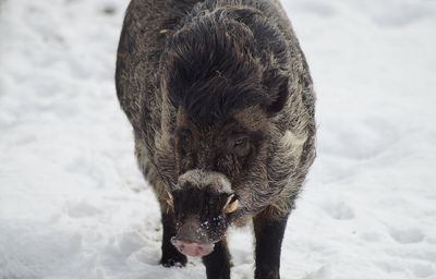 Close-up of pig on snow covered field