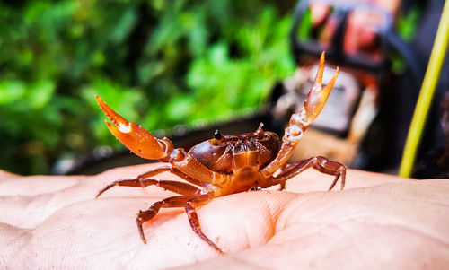 Close-up of insect on hand