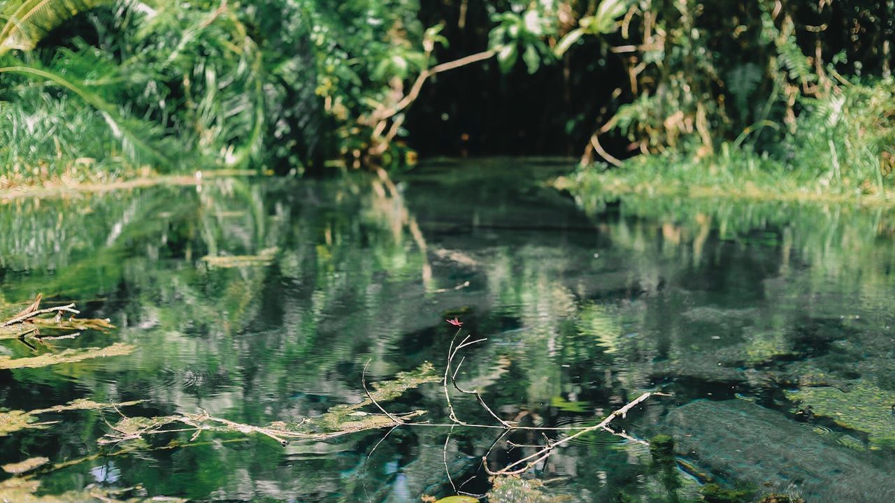 BIRD SWIMMING IN LAKE