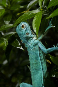 Close-up of a lizard