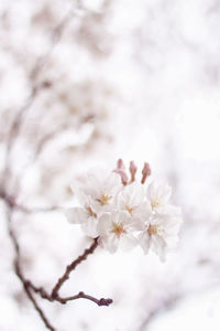 Close-up of white flowers blooming in field