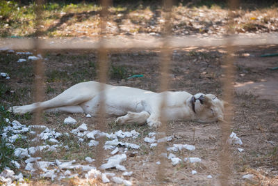 View of dog relaxing on field