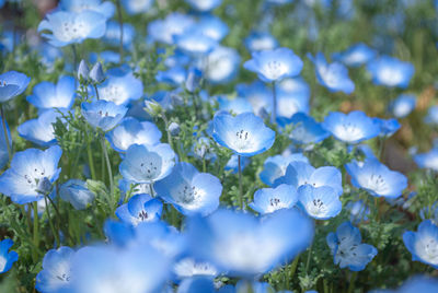 Close-up of blue flowering plant