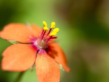 Close-up of beautiful flower