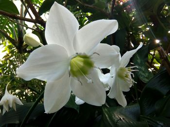 Close-up of white flowers blooming on tree