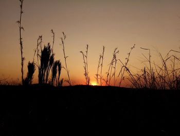 Silhouette plants on field against sky during sunset