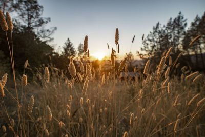 Close-up of stalks in field against sunset sky