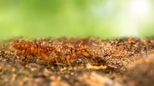 Close-up of insect on land