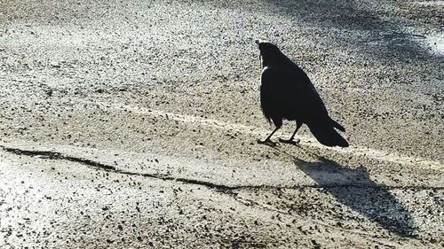 Bird perching on floor