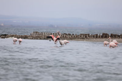 Flamingo dancing 