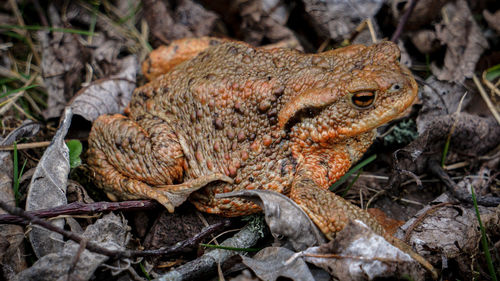 Close-up of a lizard on field