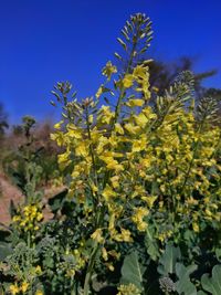 Close-up of yellow flowering plants against clear blue sky