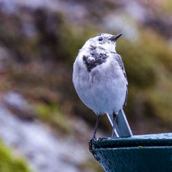 Wagtail young bird on blurred background