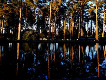 Scenic view of lake in forest