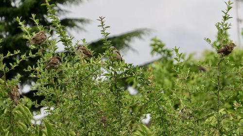 Close-up of flowering plants on field