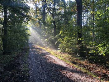 Road amidst trees in forest