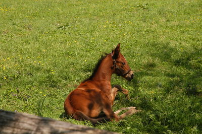 Dog lying on grass