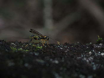 Close-up of parasitoid wasp on tree