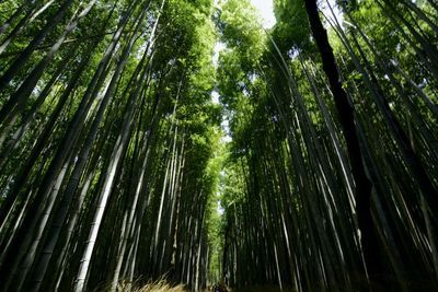 Low angle view of bamboo trees in forest