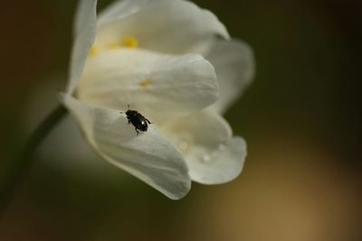 Close-up of white flowers blooming outdoors