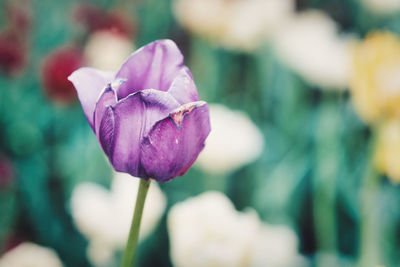 Close-up of purple flowering plant