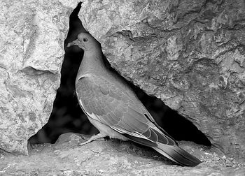 Close-up of bird perching outdoors