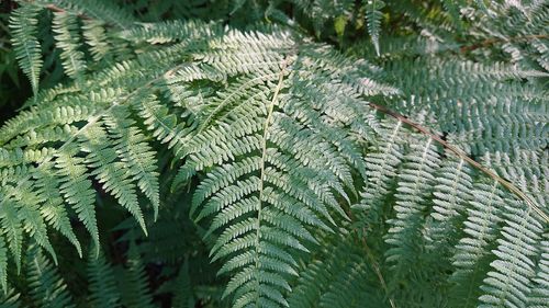 Close-up of fern leaves