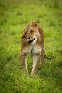 Lioness stands shaking head in short grass