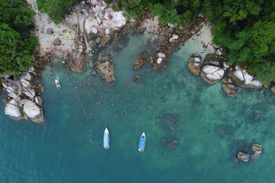 High angle view of fishes swimming in sea