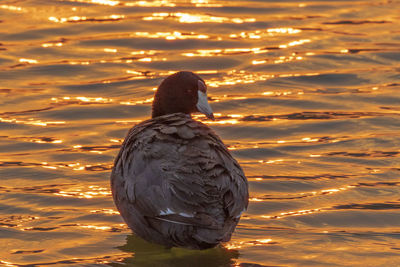 Rear view of bird on shore against sunset sky