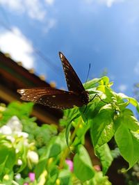 Close-up of butterfly on plant