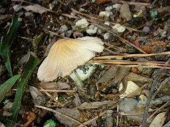 High angle view of mushroom growing on field