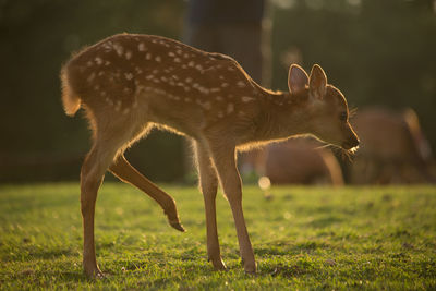 Side view of an animal on land