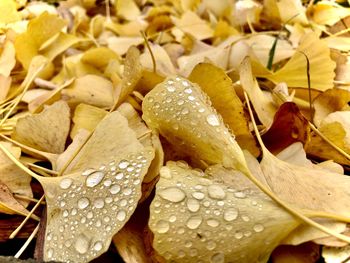 Full frame shot of wet leaves on rainy day