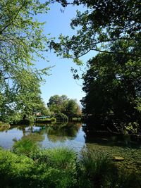 Scenic view of lake by trees against sky