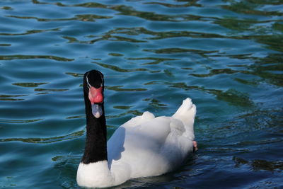 Black necked swan swimming on blue reflecting water. 