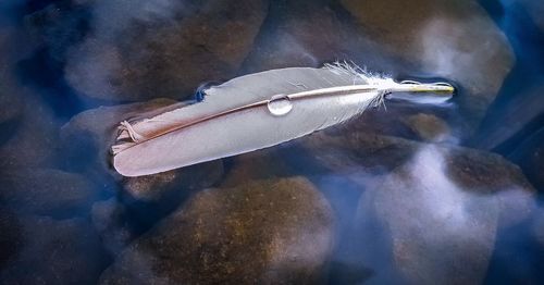 High angle view of fish swimming in sea