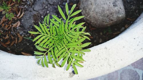 High angle view of plant