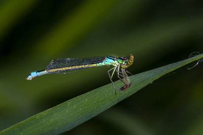 Close-up of insect on leaf