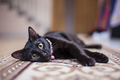 Portrait of cat lying on carpet