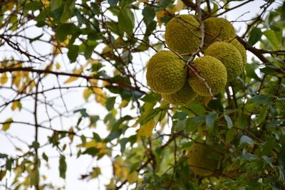 Low angle view of fruits growing on tree