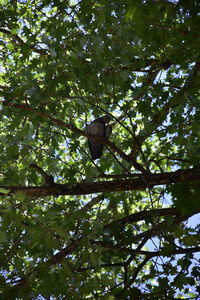 Low angle view of bird perching on tree