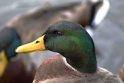 Close-up of bird perching outdoors