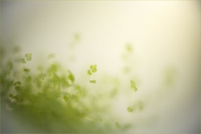 Close-up of flowers against blurred background