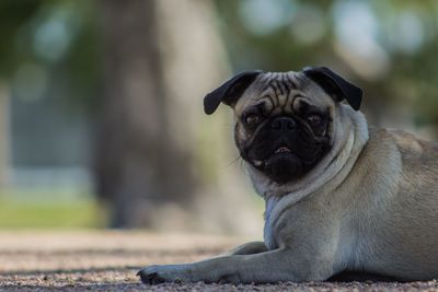 Close-up portrait of pug