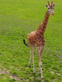 Giraffe standing on field