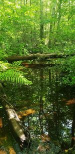 Scenic view of lake in forest