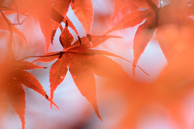 Close-up of red leaves on plant during autumn