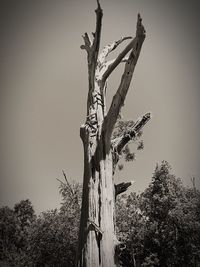 Low angle view of trees against clear sky