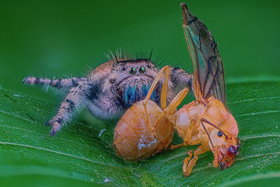 Close-up of insect on leaf